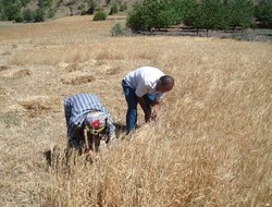 DNAyê Genimî Eşkawîya