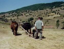 Teşekurê Ap Husî