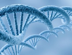 MtDNA and Y-chromosome Variation in Kurdish Groups