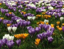 Newroz Roşanê Kurdan o